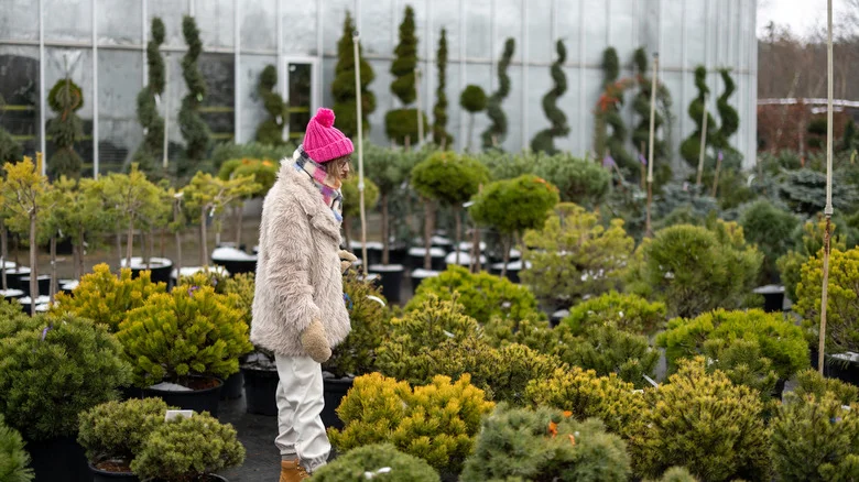 Propagate This Festive Tree In December For Years Of Evergreen Beauty