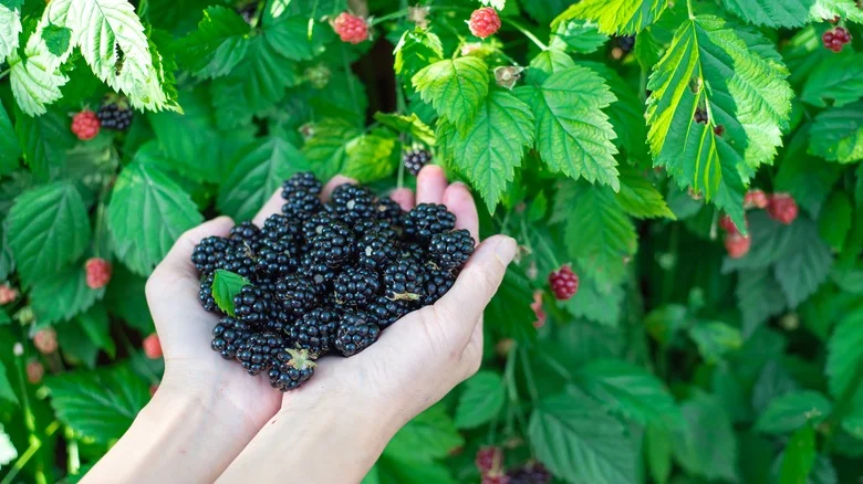 Pros And Cons Of Growing Berries In Your Garden, And Which Are Easiest To Grow