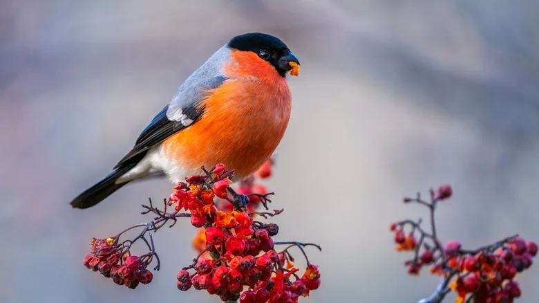 Protect Garden Berries From Hungry Birds With An Unexpected Item You Already Own