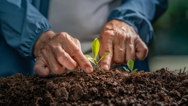 Protect Seedlings In The Garden With A Clever Faux Flower Hack