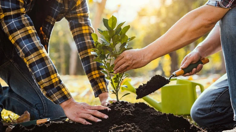 Protect Young Trees From Rodents With This Handy Kitchen Staple