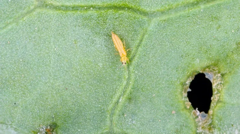 Protect Your Garden From Thrips With This Easy-To-Grow Perennial