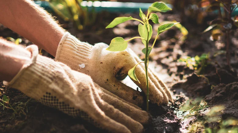 Protect Your Garden Plants With This Ingenious Dollar Tree Waste Basket Hack