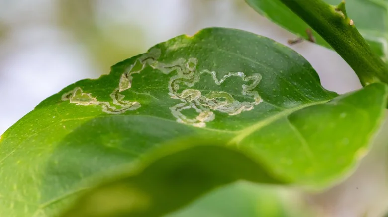 Protect Your Lemon Trees From Leaf Miners With A Simple Pruning Tip