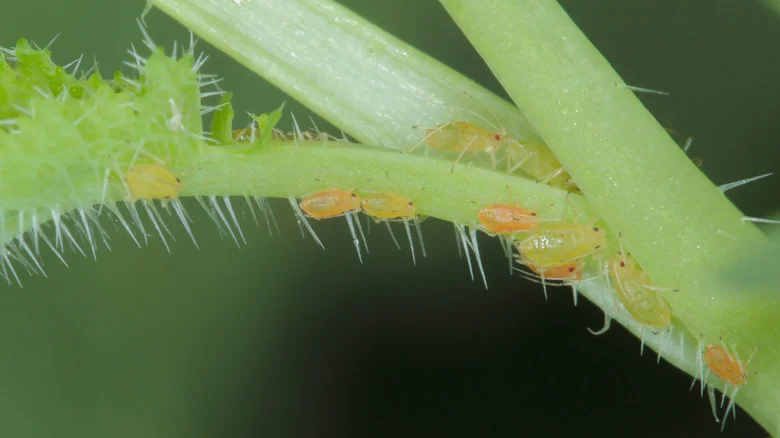 Protect Your Peaches & Potatoes From Aphids With A Common Kitchen Ingredient