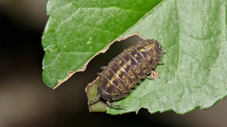 Protect Your Plants With These Proven Methods To Control Pillbugs And Sowbugs