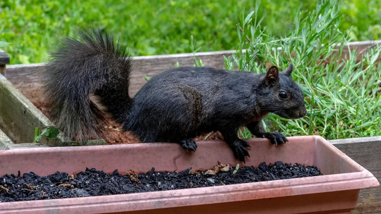 Protect Your Potted Plants From Squirrels With One Cheap Fix