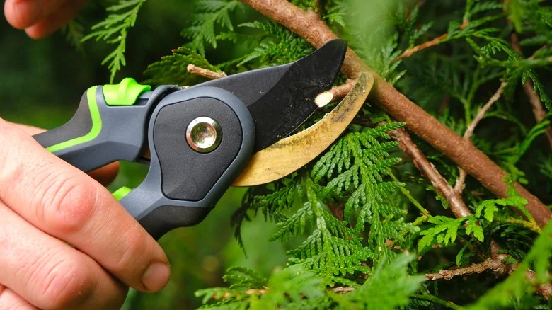 Protect Your Pruned Plants From Disease With This Common Kitchen Spice
