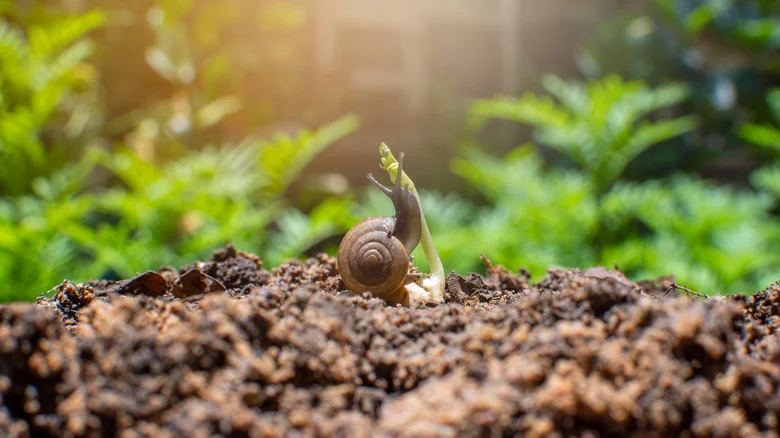 Protect Your Seedlings From Pests With The Help Of An Empty Milk Carton