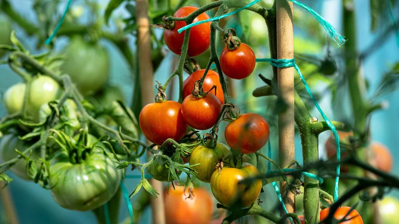 Protect Your Tomatoes From Wildlife Pests With A DIY Solution Every Pet Owner Has
