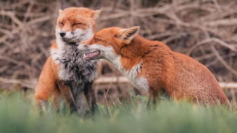 Protect Your Yard From Foxes With The Spicy Ingredient They Can’t Stand