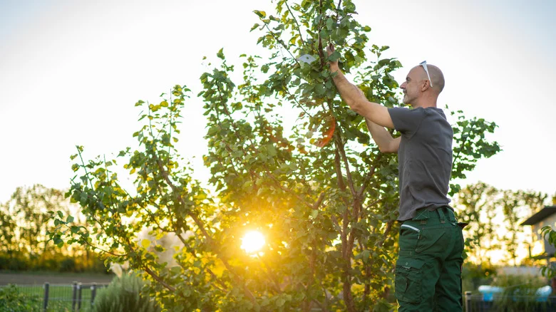 Prune Landscaping Easily With A Powerful Find From Amazon