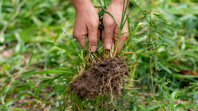 Pulling Weeds Just Got A Whole Lot Easier With This Common Kitchen Item