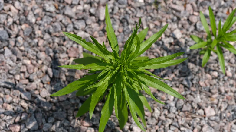 Put An End To Weeds Growing In Gravel With The Help Of A Common Household Item