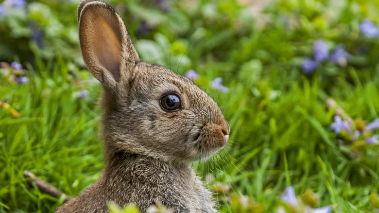Rabbits Won’t Bother This Spring-Blooming Addition To Your Flower Garden