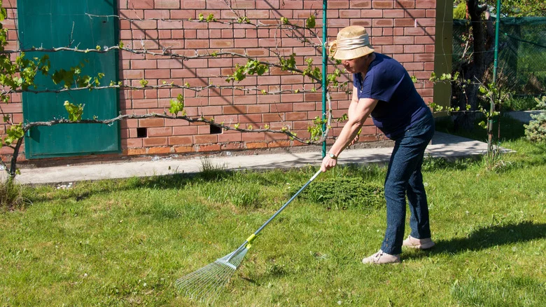 Raking In Spring: A Good Idea, Or A Recipe For A Lawn Disaster?