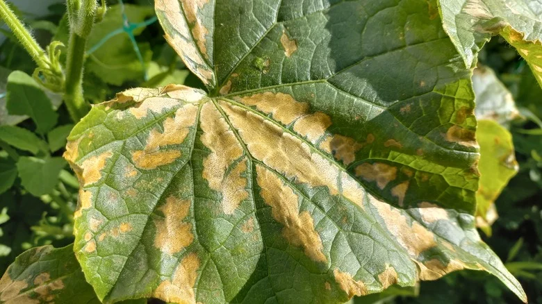 Reasons Why Your Cucumber Plant Is Turning Yellow