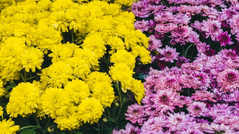 Reasons Why Your Mums Aren’t Blooming And How To Fix The Problem
