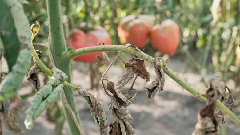 Reasons Why Your Tomato Plant Has Curling Leaves And The Best Ways To Fix It