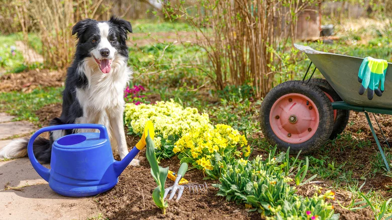 Reconsider Using This Fly-Repellant Flower If You Have Pets