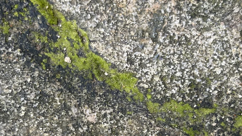 Remove Moss Between Driveway Cracks With A Handy Amazon Tool