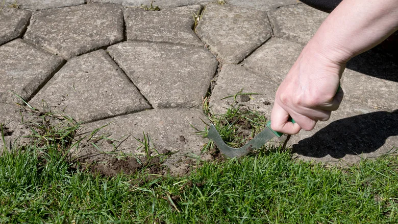 Remove Stubborn Weeds From Paths With A Solution That’s Easier Than Hand-Pulling