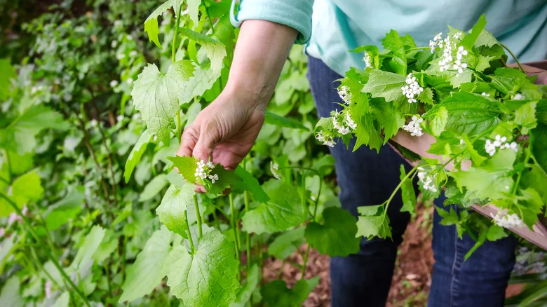Remove This Weed From Your Yard Right Away Unless You Want It To Take Over
