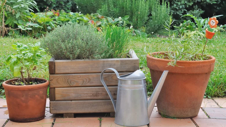Repel Flies Naturally With 11 Essential Garden Plants They Can’t Stand