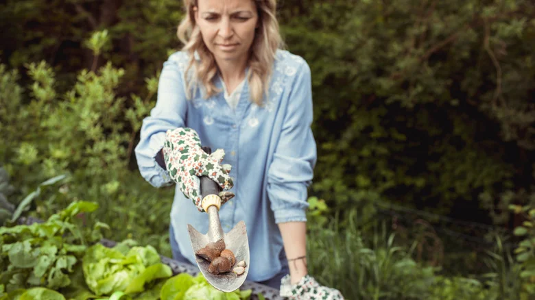 Repel Slugs From The Garden With A Textured Plant They Can’t Stand