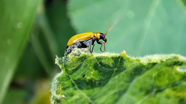 Repel Squash Bugs From Your Garden With A Fresh-Smelling Herb That’s Easy To Grow