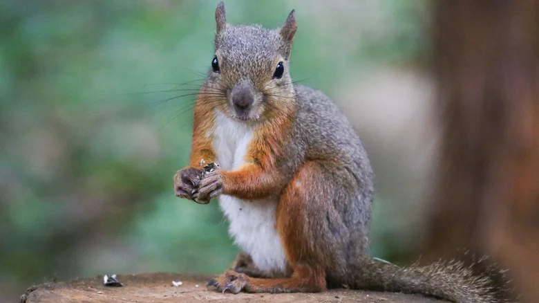Repel Squirrels From Your Bird Feeder With A Simple Food Addition They Can’t Stand