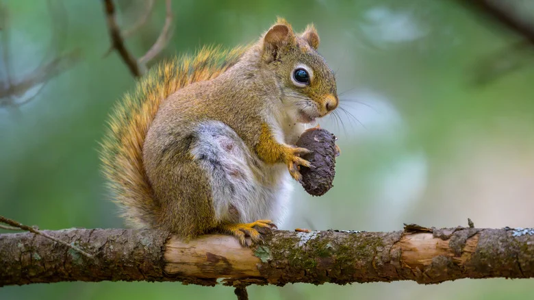Repel Squirrels From Your Garden With A Plant They Can’t Stand