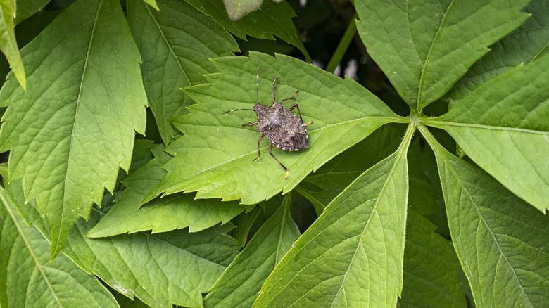 Repel Stink Bugs With This Easy To Grow Garden Herb