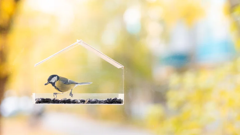 Repurpose A Dollar Tree Bathroom Accessory Into A Fantastic Window Bird Feeder
