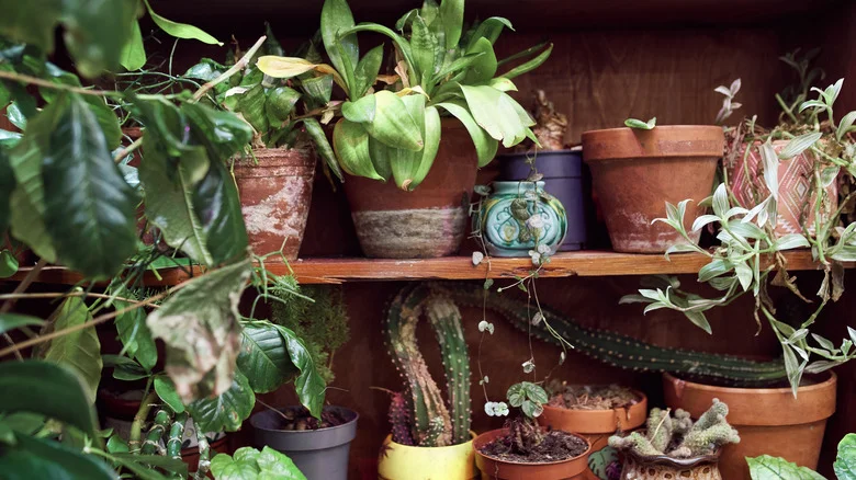 Repurpose A Dollar Tree Bathroom Accessory Into The Perfect Indoor Plant Shelf For Your Small Space