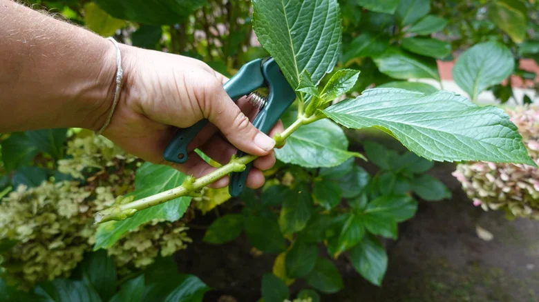 Repurpose An Old Butter Dish Into A Simple Propagation Setup