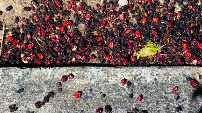 Repurpose Bed Linens To Keep Berry Shrubs From Making A Mess On Your Sidewalk