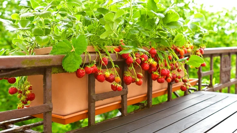 Repurpose Plastic Bottles To Create A DIY Strawberry Planter On The Cheap