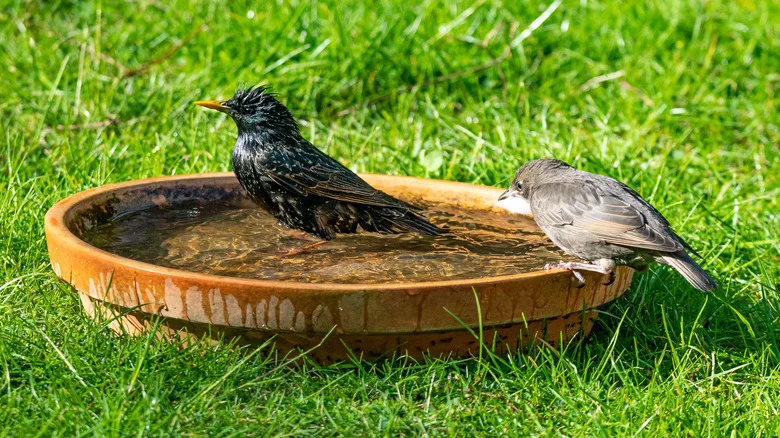Repurpose This Popular Gardening Item For A Homemade Birdbath Your Winged Friends Will Love