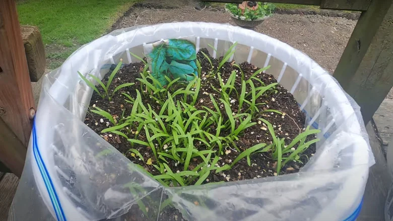 Repurpose Your Laundry Baskets For The Perfect Berries Planter