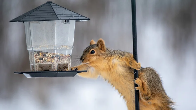 Reuse A Common Baking Essential To Keep Squirrels Away From Your Bird Feeder