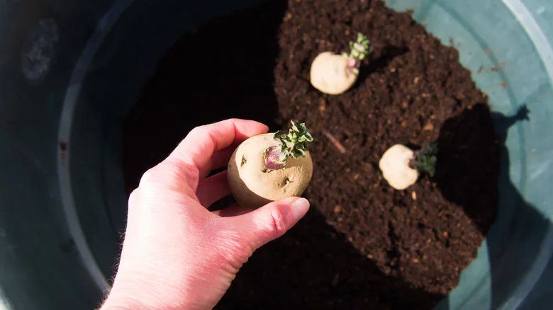 Reuse A Kiddie Pool For The Easiest Potato Harvest You’ve Ever Had