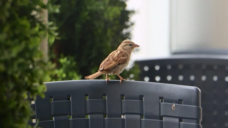 Reuse An Old Chair To Attract More Birds To Your Yard. Here’s How