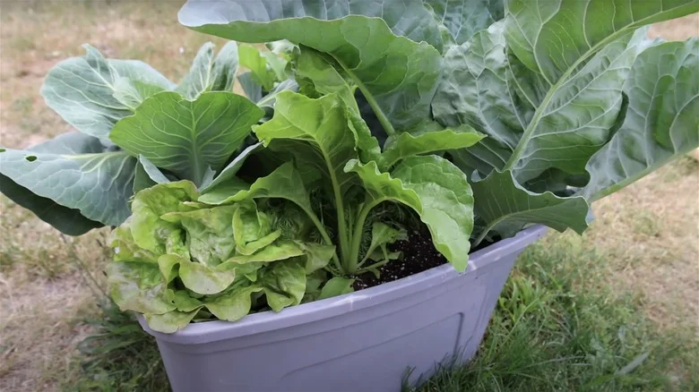 Reuse Plastic Storage Totes To DIY A Chic Non-Permanent Garden Bed
