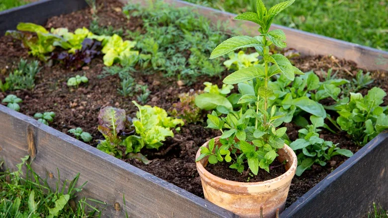 Revive Your Garden Mint With A Beneficial Soil Tip