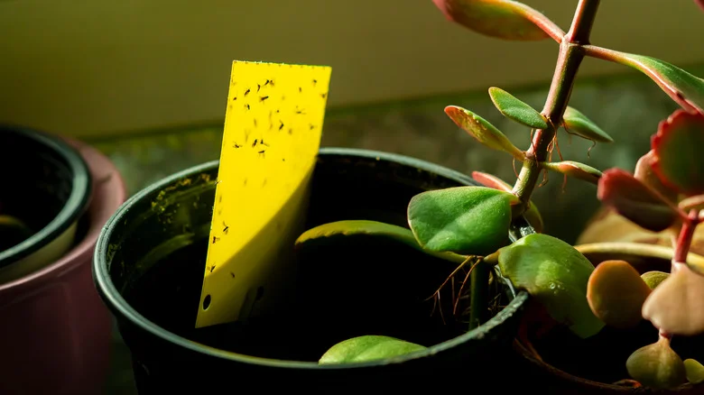 Rid Your Houseplants Of Fungus Gnats With A Common Bathroom Staple