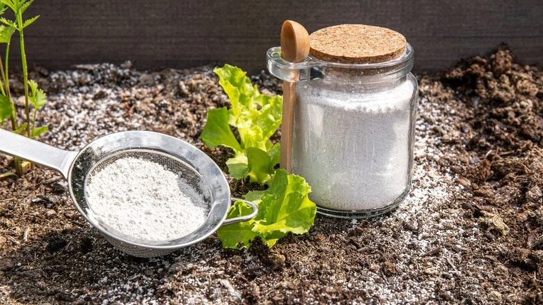 Root Starter Could Be The Key To Your Garden’s Healthy Life