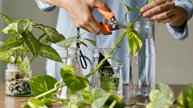 Rooting Cuttings? Give Them A Boost With Pinterest’s Hydrogen Peroxide Trick