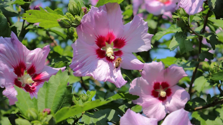 Rose Of Sharon Plants Are Beautiful, But Should Never Be Planted In These US States