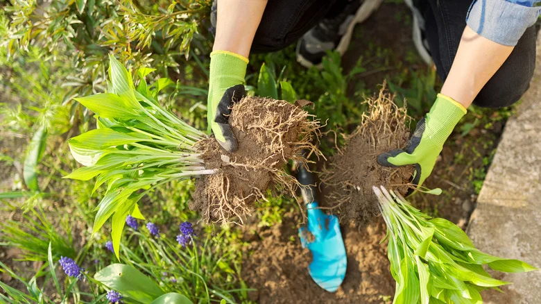 Rotting Roots Will Be A Thing Of The Past With One Handy Household Staple